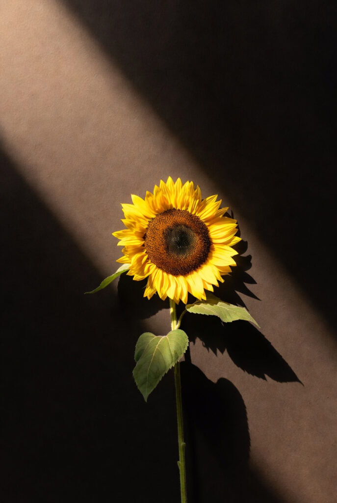 해바라기 이미지 스튜디오 컷