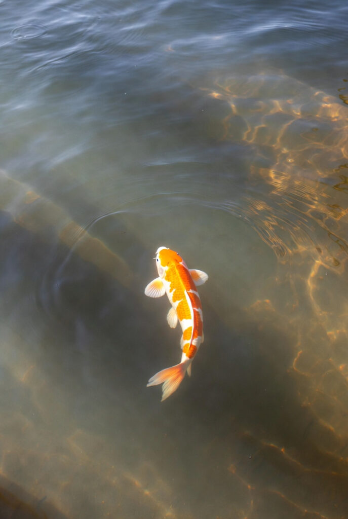 잉어 배경화면 행운