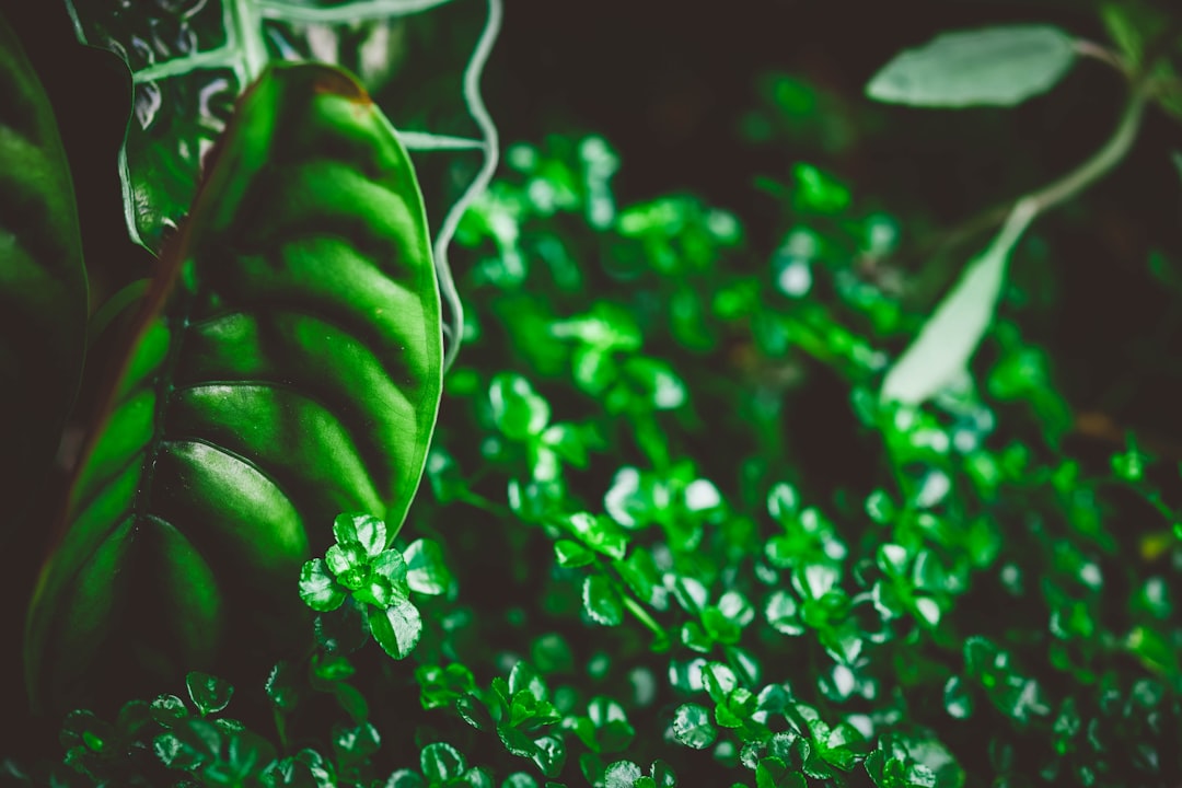 green plant coins gold abundance